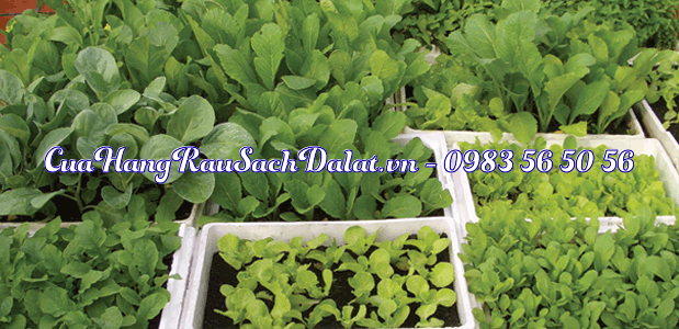 phuong-phap-trong-rau-sach-trong-thung-xop