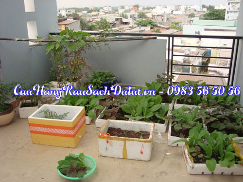 phuong-phap-trong-rau-sach-trong-thung-xop