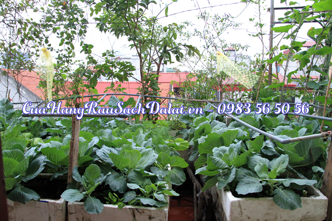 phuong-phap-trong-rau-sach-trong-thung-xop