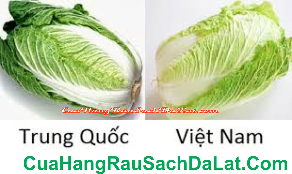 giai-phap-nao-neu-ban-khong-the-trong-rau-tai-nha