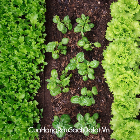 dia-chi-cung-cap-rau-sach-chat-luong-tu-nha-vuon-da-lat