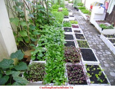 Lợi ích trồng rau sạch tại nhà - Giải pháp cuộc sống hiện đại