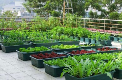 Phương pháp tạo mô hình trồng rau sạch Đà Lạt tại nhà
